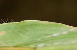 Small carpgrass