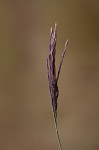 Small carpgrass