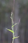 Small carpgrass