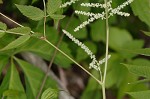 Goat's beard <BR>Bride's feathers