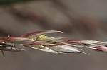 Giant reed