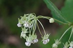 Poke milkweed