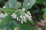 Poke milkweed