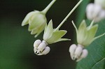 Poke milkweed