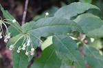 Poke milkweed