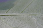 Poke milkweed