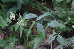 Poke milkweed