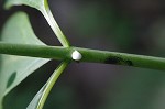 Poke milkweed