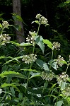 Poke milkweed