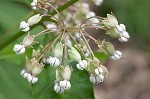 Poke milkweed