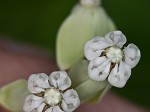 Poke milkweed