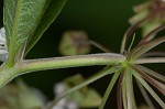 Poke milkweed