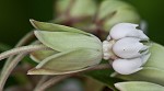 Poke milkweed