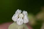 Poke milkweed