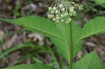 Poke milkweed