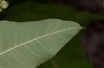 Poke milkweed