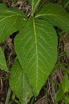 Poke milkweed