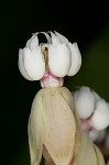 Poke milkweed