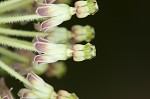 Green milkweed