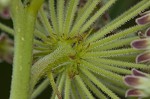 Green milkweed