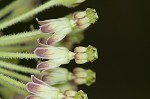 Green milkweed