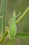 Green milkweed