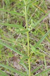 Green milkweed