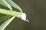 Green milkweed