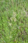 Green milkweed