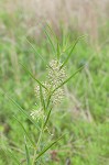 Green milkweed