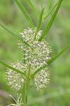 Green milkweed