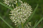 Green milkweed