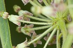 Green milkweed