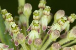 Green milkweed