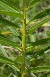 Green milkweed