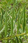 Green milkweed