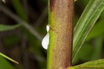 Green milkweed