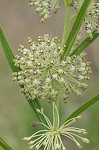 Green milkweed