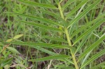 Green milkweed