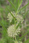 Green milkweed