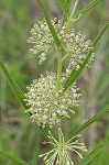 Green milkweed