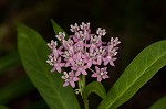 Swamp milkweed