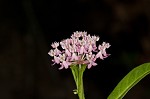 Swamp milkweed