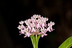 Swamp milkweed