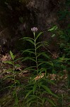 Swamp milkweed