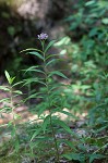 Swamp milkweed