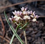 Michaux's milkweed