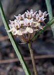 Michaux's milkweed