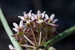 Michaux's milkweed