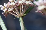 Michaux's milkweed